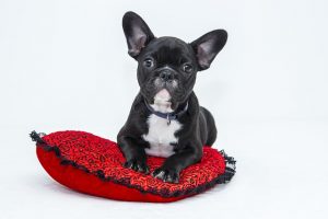 Handling the Pet Agreement as a Property Manager