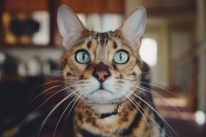 Image is a tabby cat inside a home.