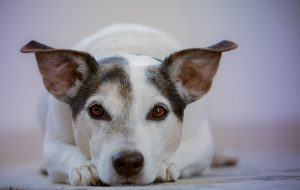 Property Managers, Pets, Emotional Support Animals, and the Law