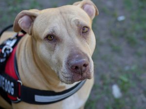 Good Policies and Practices when Dealing with Service Animals