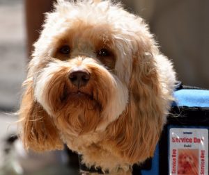 Image is a service dog in vest with badge.