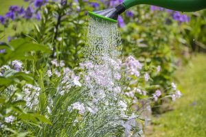 Image is a watering can watering flower bushes.